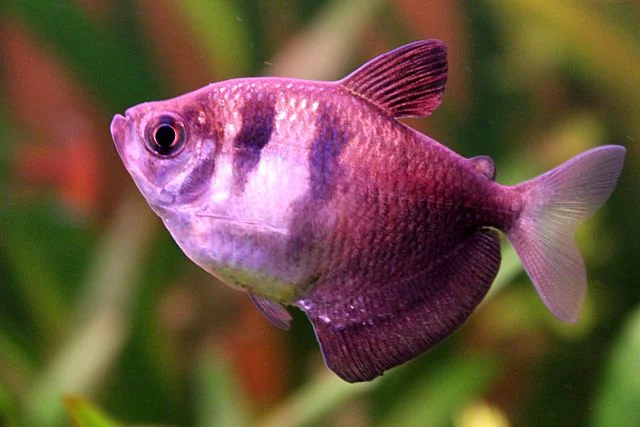 Black Widow Tetra (Gymnocorymbus ternetzi): Complete Guide to Care, Breeding, and Varieties Black Widow Tetra
