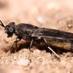 A Hermetia illucens, Black soldier fly. Pictured in Dar es Salaam, Tanzania. Source: Muhammad Mahdi Karim.