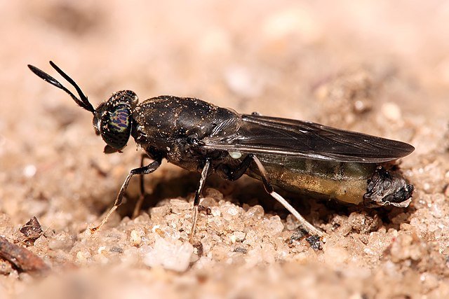 The Black Soldier Fly: the star of insect farming