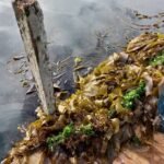 "Huiro flotador" Macrocystis Pyrifera.