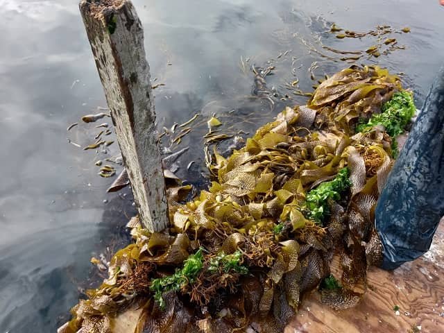 "Huiro flotador" Macrocystis Pyrifera.