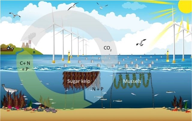 Offshore Wind Farms and Low Trophic Level Aquaculture: An Ideal ...