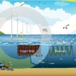 Diagrama conceptual de usos múltiples combinando parques eólicos marinos con la acuicultura de bajo nivel trófico. Fuente: Maar et al., (2023), Commun Earth Environ 4.