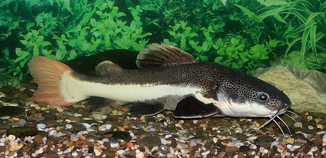 Redtail Catfish Phractocephalus hemioliopterus. Source: George Chernilevsky