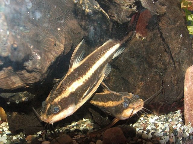 Raphael Catfish Platydoras costatus. Source: Piotr Kuczynski