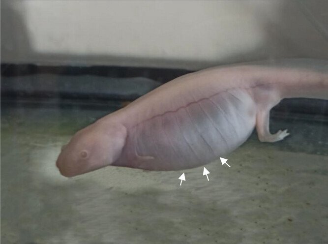 Axolotl: Care, feeding, and conservation guide 4 Mexican axolotl affected by hydrocoelom. Source: Cirit et al. (2025); Veterinary Medicine and Science, 11(3), e70373.