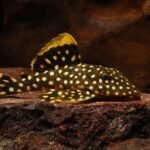 Una de las especies de bagre acorazado estudiadas, Baryancistrus xanthellus, descansando sobre una roca.© Konn-Vetterlein