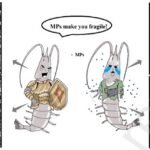 Microplásticos afectan el exoesqueleto de los camarones. Fuente: Tong et al., (2023); SSRN.