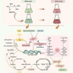 Graphical abstract. Credit: Acheampong et al., Bioresource Technology (2023). DOI: 10.1016/j.biortech.2023.130001