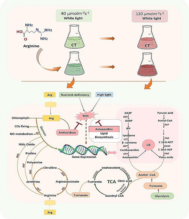Arginine increases biomass, astaxanthin, and lipid production in Haematococcus pluvialis 1 Graphical abstract. Credit: Acheampong et al., Bioresource Technology (2023). DOI: 10.1016/j.biortech.2023.130001