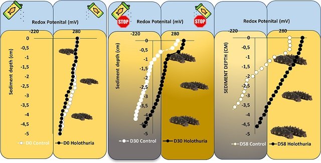 Are Sea Cucumbers a Cleanup Solution to Fish Farm Pollution