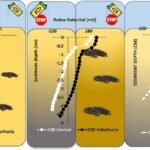 Fuente: Chatzivasileiou et al., (2024); Marine Pollution Bulletin.