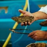 Ostra japonesa (Crassostrea gigas). Fuente: AquaPacífico.