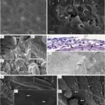 Unlocking the Secrets of Salmon Skin Defense Against Winter Ulcers Images of Atlantic salmon skin 4 days post M. viscosa infection. Source: Karlsen et al., (2023), Aquaculture.