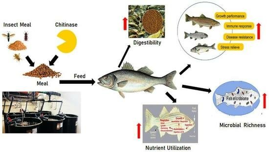 Chitinase: the secret weapon to unlock the potential of insect meal in aquaculture 1 The enzyme chitanase can improve the digestibility of insect meals in aquaculture feeds. Source: Hasan et al., (2023); Fishes.