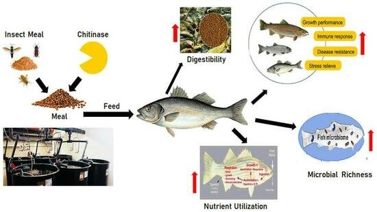 La enzima quitanasa puede mejorar la digestibilidad de las harina de insectos en los piensos acuícolas. Fuente: Hasan et al., (2023); Fishes.