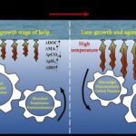 CO2 sink/source effects of seaweed farming under synergistic influence of macroalgae and microorganisms. Credit: Mou Shanli