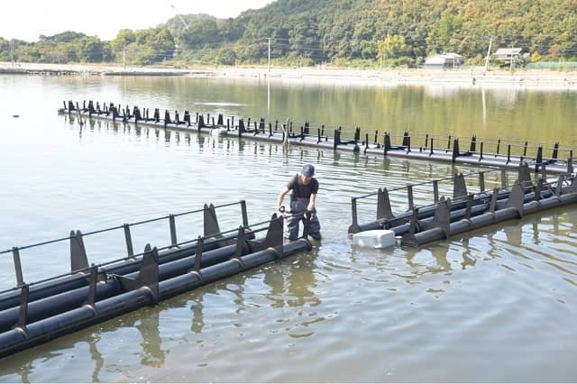 Instalación de módulos Roll'Oyster en un estanque en Japón (Foto: Granja Suzuki)