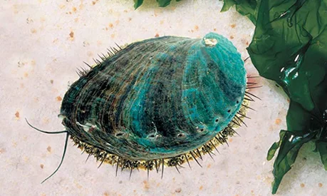 Abalón verde (Haliotis discus hannai). Fuente: Subpesca