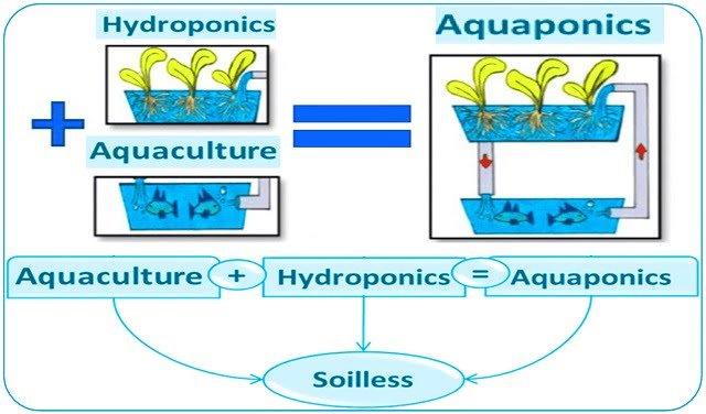 Descripción general del sistema de acuaponía, que presenta la indicación de la dirección de reciclaje del agua mediante la flecha roja. Fuente: Ibrahim et al., (2023); Water. 