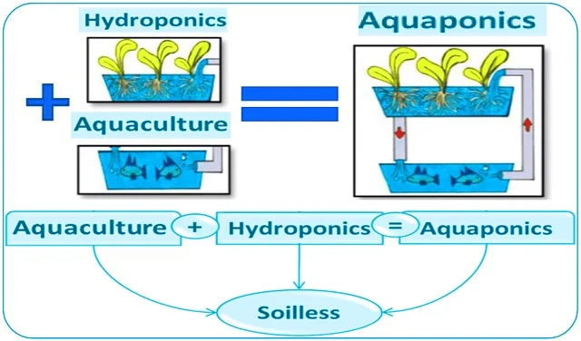 Overview of the aquaponics system, showing the indication of the water recycling direction by the red arrow. Source: Ibrahim et al., (2023); Water.