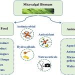 Biomasa de microalgas usadas para la alimentación humana y de animales. Fuente: Naik et al., (2023), Journal of Agriculture and Food Research.