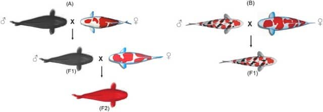 The researchers evaluated two genotypes obtained in the experiment. (A) F2 population obtained from the cross between the Nishikigoi Kōhaku female with the Hungarian carp male and the F1 male backcrossed with the Kōhaku female. (B) The Nishikigoi population descended from the cross between Kōhaku and Taisho carp. Source: Santos and Furquim (2024); Aquaculture and Fisheries.