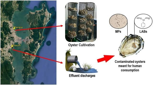 Reportan presencia de microplásticos en ostras producidas en una importante área acuícola del Brasil 1 Ubicación del área de investigación en el sur de Brasil. Fuente: Saldaña et al., (2022); Chemosphere.
