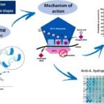 Doxiciclina protege a las tilapias del Nilo contra las Aeromonas Fuente: de Oliveira et al., (2023), Aquaculture.