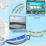 Humedales artificiales ofrecen una alternativa para tratar los efluentes de los estanques camaroneros. Fuente: That, L. T., & Hoang, H. Y. (2024), Ecological Engineering.
