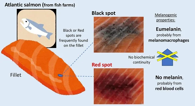 A substantial percentage of filets from reared Atlantic salmon have black or red spots.Source: Wakamatsu et al., (2023);  International Journal of Molecular Sciences.