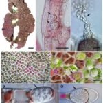 Oomicetos patógenos que infectan a las algas rojas. Fuente: Wen et al., (2023), Algae.