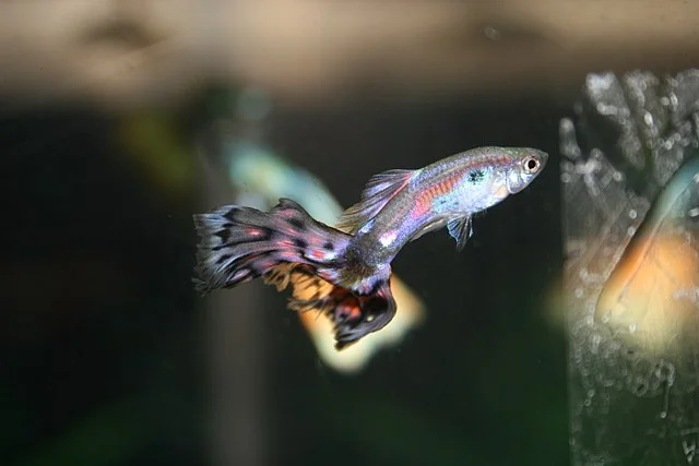 Peces guppy: reproducción, alimentación y cuidados 7 Guppy cobra. Fuente: Andrew Sheedy