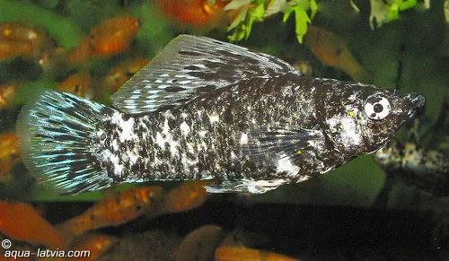 Molly Dalmata. Fuente: Tropical Fish and Aquariums.