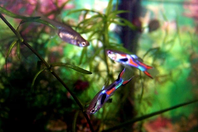 Peces guppy: reproducción, alimentación y cuidados 6 Guppy Endler (Poecilia wingei). Fuente: Silvana Gericke.