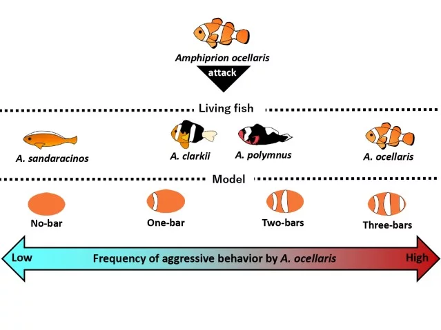 Frequency-attacks-same-species-three-bars-models-A-ocellaris