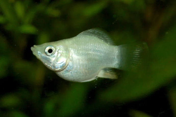 Pez Molly Balón. Fuente: GFDL