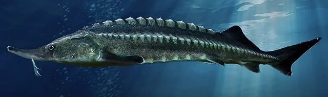 Sturgeon: The Fish with "Golden Eggs" 2 Beluga Sturgeon (Huso huso). Source: Максим Яковлєв