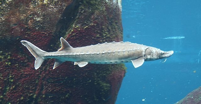 Atlantic Sturgeon (Acipenser oxyrinchus) at the Montreal Biodome, Quebec, Canada. Source: Cephas