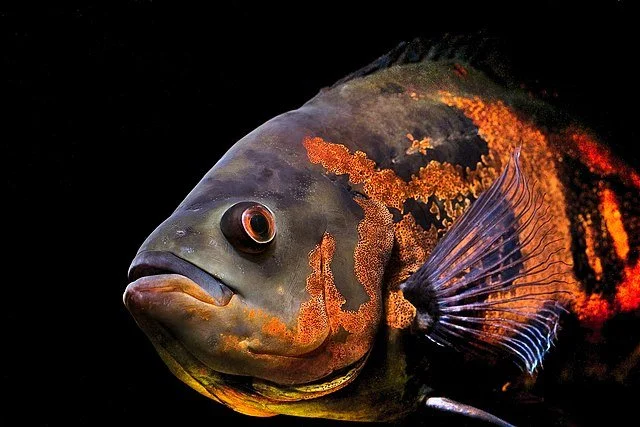 Oscar Fish: Types, Feeding, Reproduction, and Care 1 Oscar fish (Astronotus ocellatus). Source: Jón Helgi Jónsson (Amything)