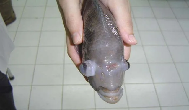 Oscar Fish: Types, Feeding, Reproduction, and Care 5 Exophthalmia associated with holes in the frontal region of an Oscar fish. Source: Peyghan et al., (2010).