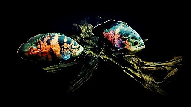 Oscar Fish: Types, Feeding, Reproduction, and Care 2 Red Oscar fish. Source: Lukaso40