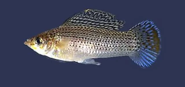 Sailfin Molly