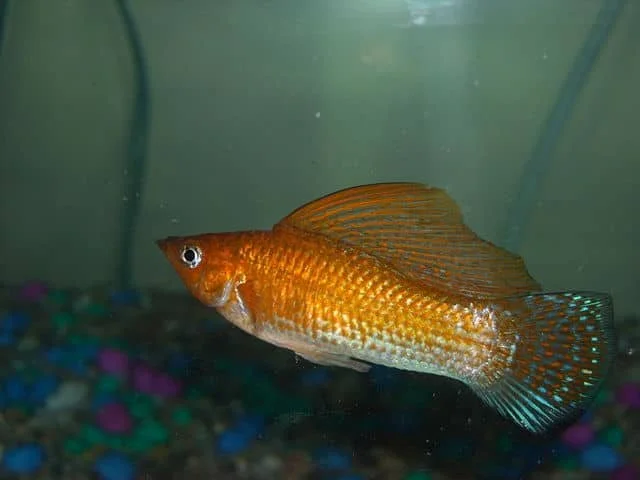 Mexican Sailfin Molly. Source: Wikimedia