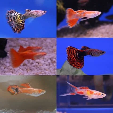 Guppy Fish Breeding Feeding and Care