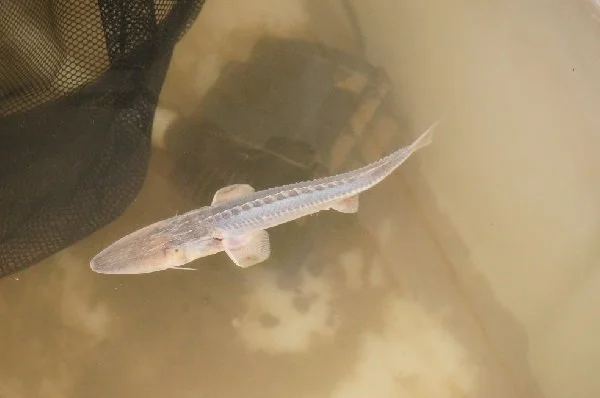 Sturgeon: The Fish with "Golden Eggs" 5 Paddlefish Sturgeon (Pseudoscaphirhynchus hermanni). Source: Alexey Chernyak.