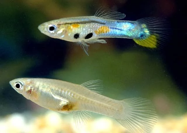 Male guppy care best sale