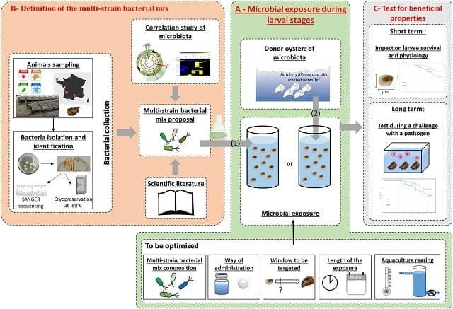 Microbes to revolutionize the sustainability of invertebrate aquaculture 1 Full scale experimental design to identify beneficial bacteria for microbial education. Source: Dantan et al., (2024). Rev Aquac.