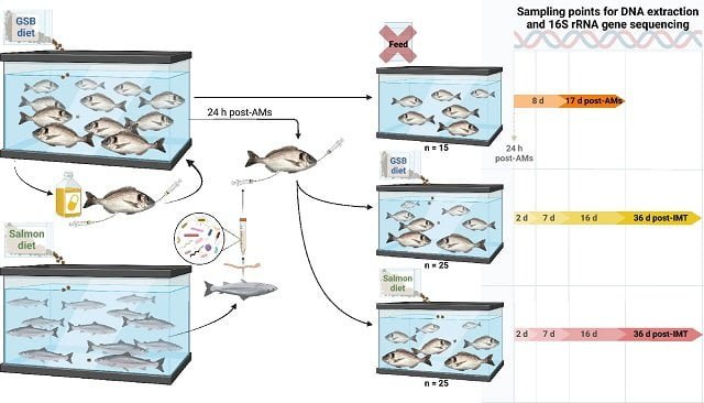 The microbiota of salmon is transplanted into sea bream to understand the impact of diet 1 Schematic representation of the intestinal microbiota transplant (IMT) from Atlantic salmon (Salmo salar) to gilthead seabream (Sparus aurata) and subsequent nutritional assay carried out for assessing the effect of the diet in the gut bacterial communities. Source: Ruiz, et al., (2024); Sci Rep.