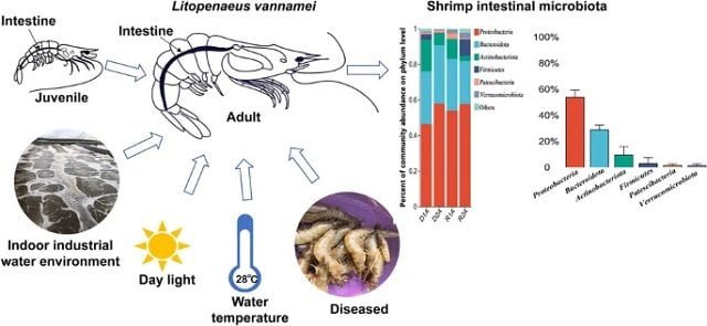 Unveiling the intestinal microbiome of shrimp: how age, health, and the environment influence it 1 Graphical summary of the experiment. Source: Li et al., (2024); Appl Microbiol Biotechnol.